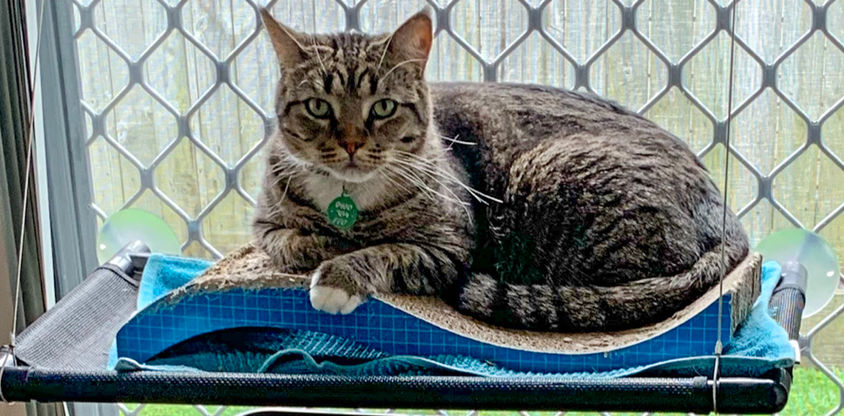 Tabby cat relaxing on a scratch pad, wearing a green collar.