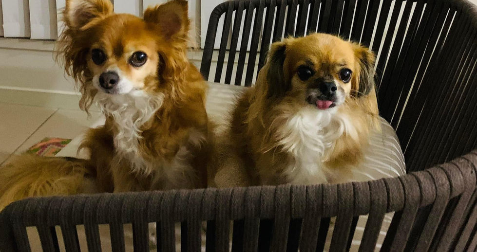 Two long-haired dogs sitting in a chair, looking forward, posing for photo