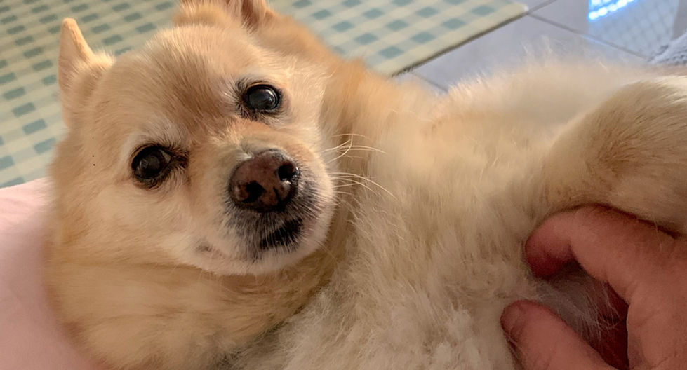 Dog enjoying belly rub, looking at the camera, light brown fur on pink bed.