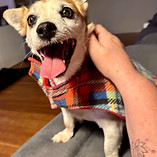 Small happy dog in a bandana, part of Nanna Jen's services