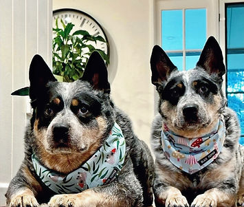 Australian Cattle Dog Pet Care