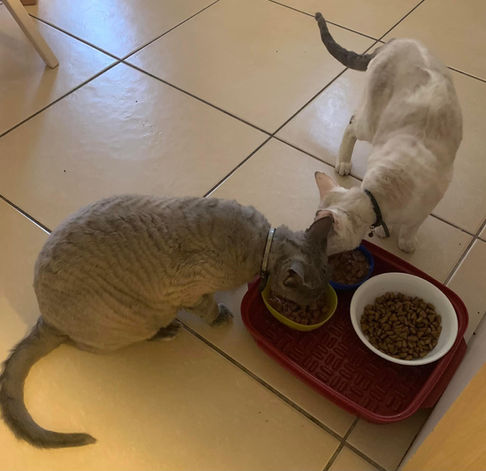 Two cats eat from food bowls on a red tray together, sharing meal.