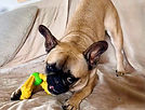 French Bulldog playing with a toy, Pet Care in SEQ