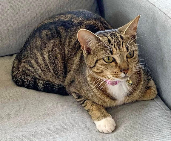 Tabby cat with pink collar sits on gray couch, looking relaxed.