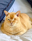One-eyed orange cat resting on a white bed with blue pillows holistic pet therapy.