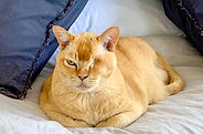 One-eyed ginger cat resting on bed, with blue pillows nearby; holistic pet therapy.