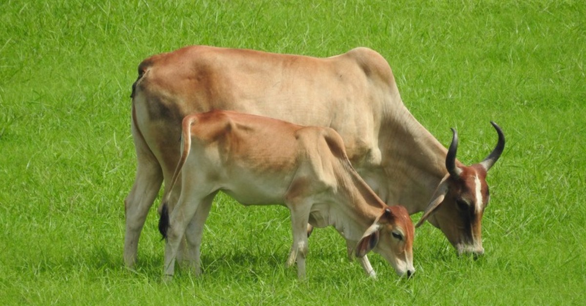 Krishna Kerkar has spent 45 years rearing cows in Aldona, Goa.