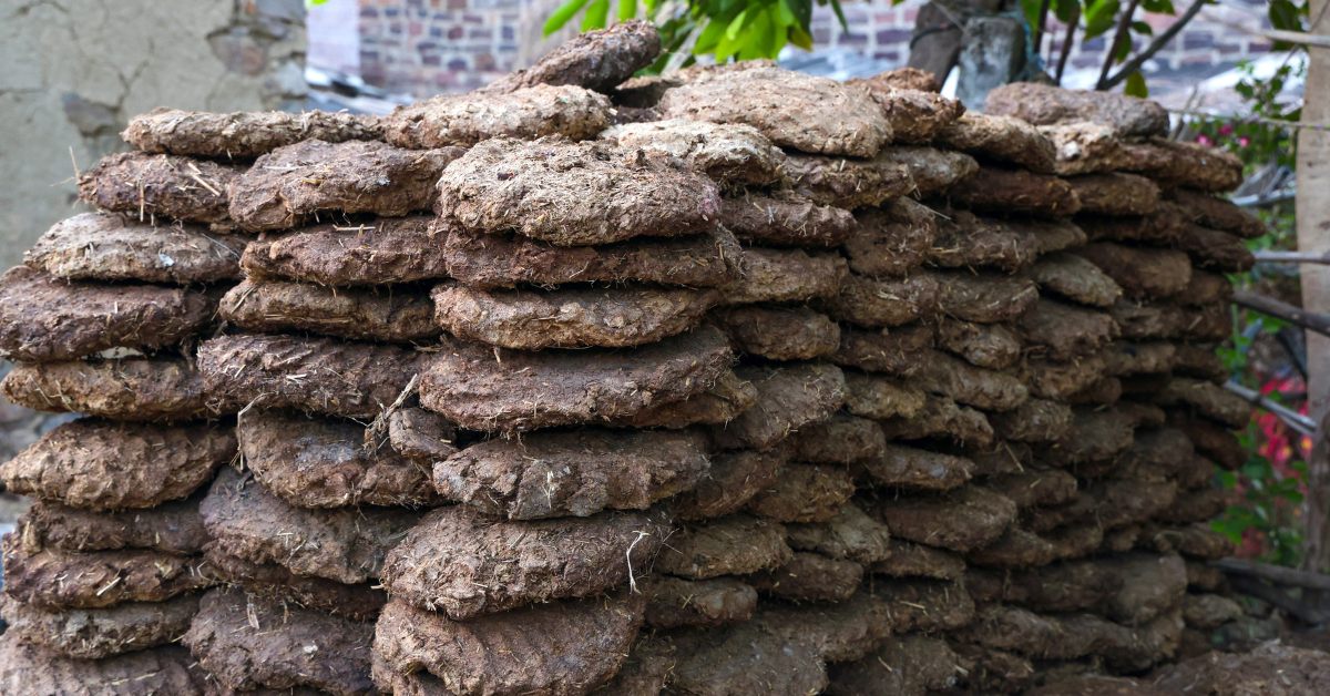 Most cow dung is now used as manure in Krishna’s own fields.