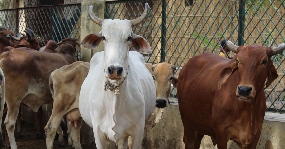 Five sacred substances from cows were used widely.