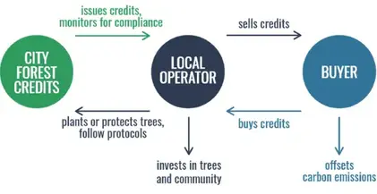 What are City Forest Credits? 