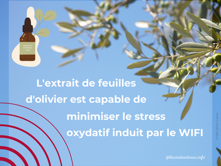 Extrait de feuilles d'Olivier / WIFI