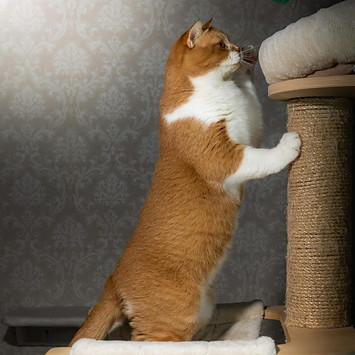 42940191_2209952712410444_62703977238081