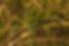 2016 - Botswana - 20160708 - DX1 - RAW 0225.jpg