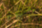 Botswana birding safaris
