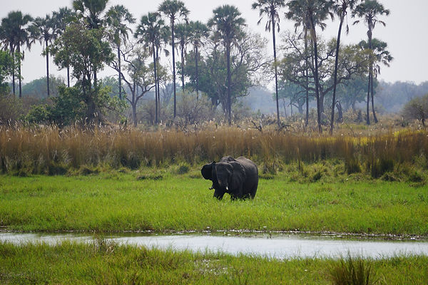 Elephant standing in of the Okavango channels. Seen from mokoro.