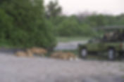 chobe-bakwena-lodge-activities-game-driv