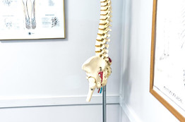 Spine visual aid at Chiropractic table with spine visual aids and business cards at Crest Hill Clinic
