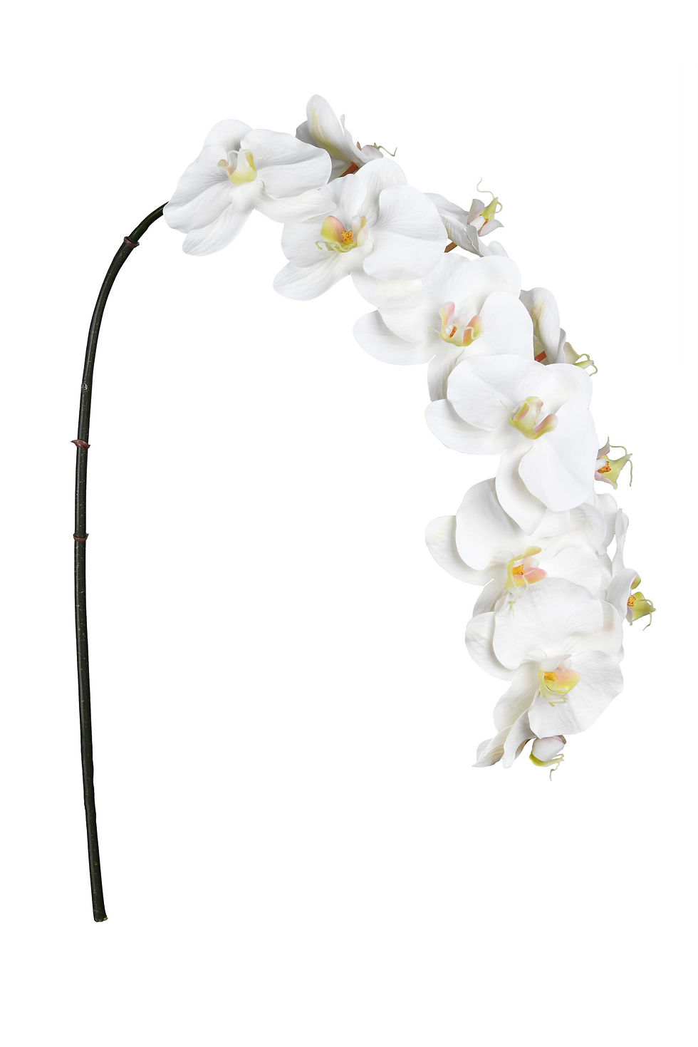 Orchid Phala.X12F WHITE