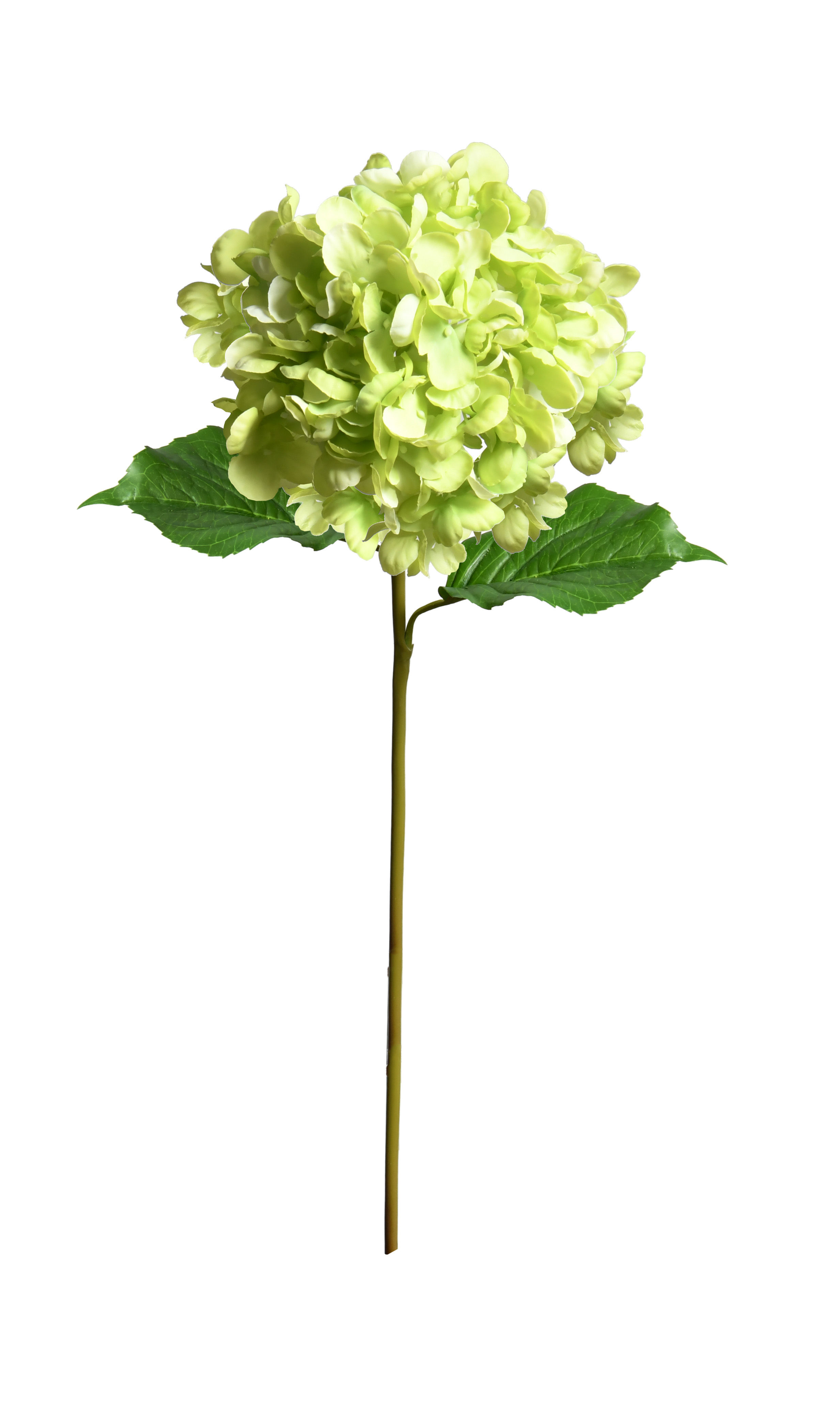 RT.Hydrangea Stem Green