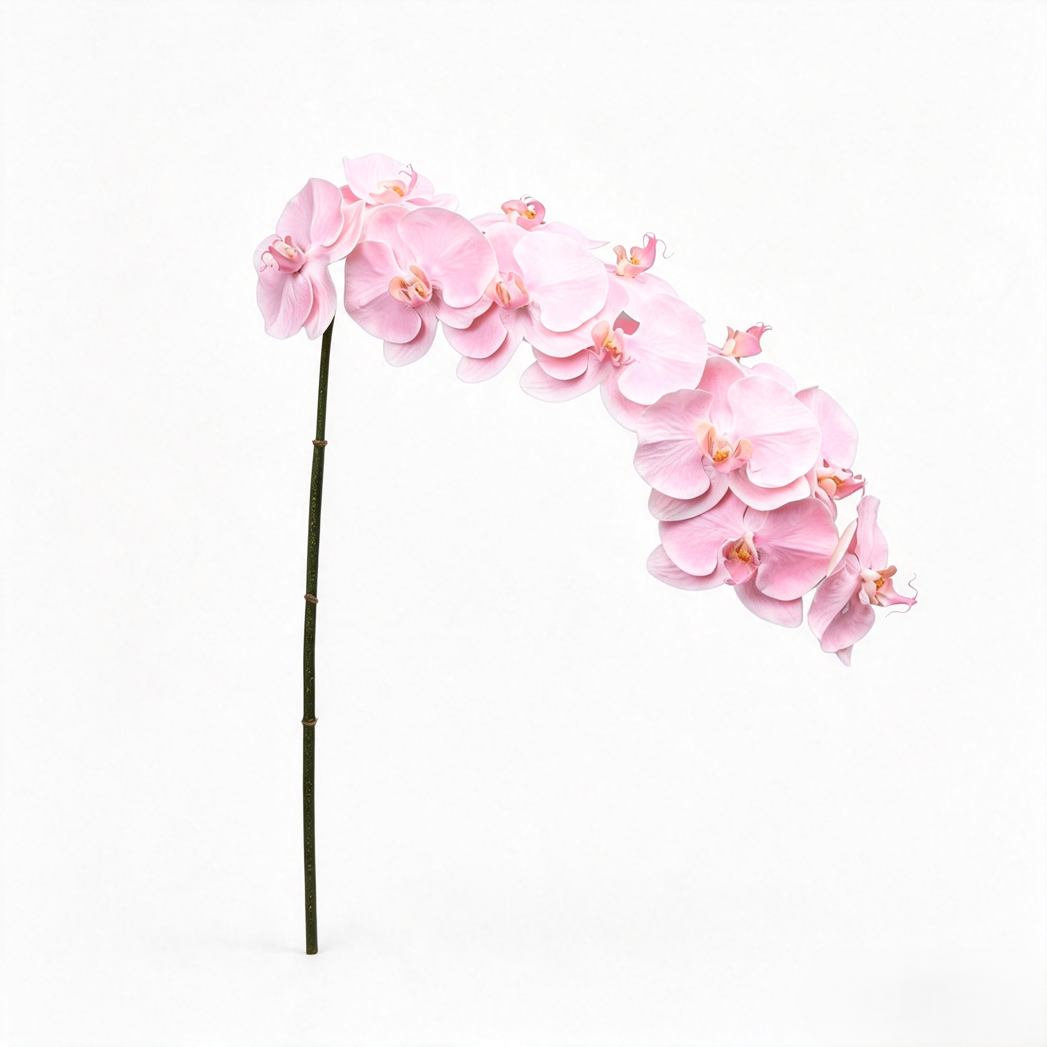 Light Pink Phalaenopsis Orchids 12 Stems 105cm