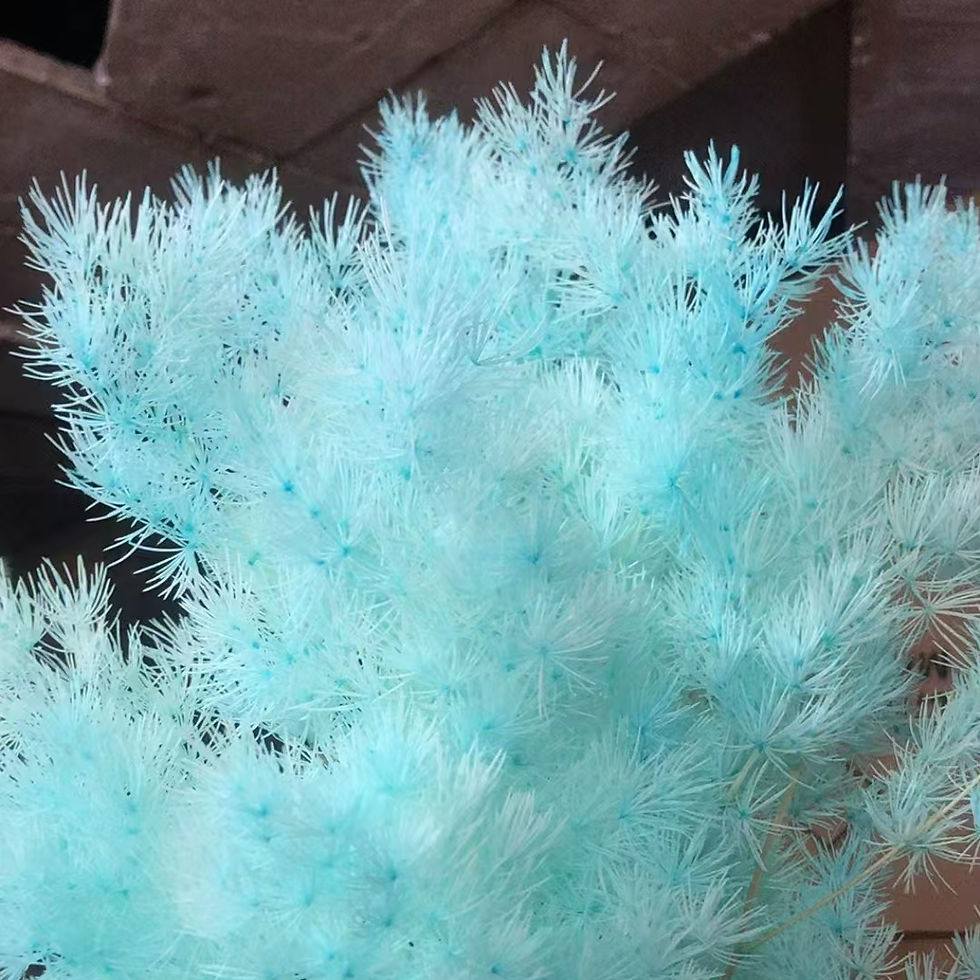 Thumbnail: Asparagus retrofractus myrioculadus cypress/penglai pine multicolor