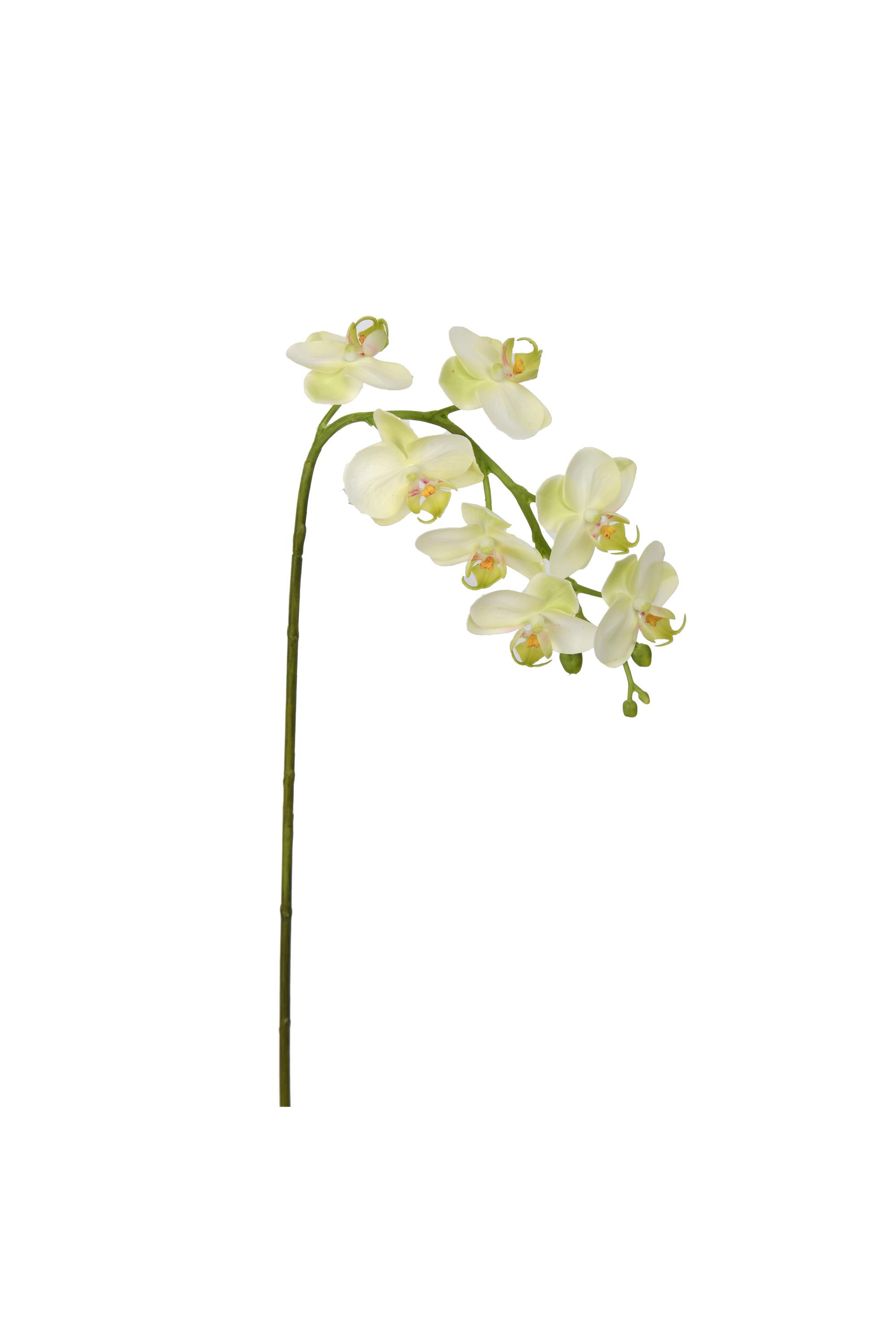 NAT.TCH ORCHID PHA. X7F