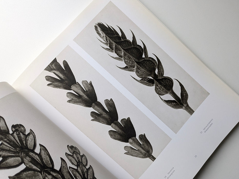 Thumbnail: KARL BLOSSFFELDT Fotografie