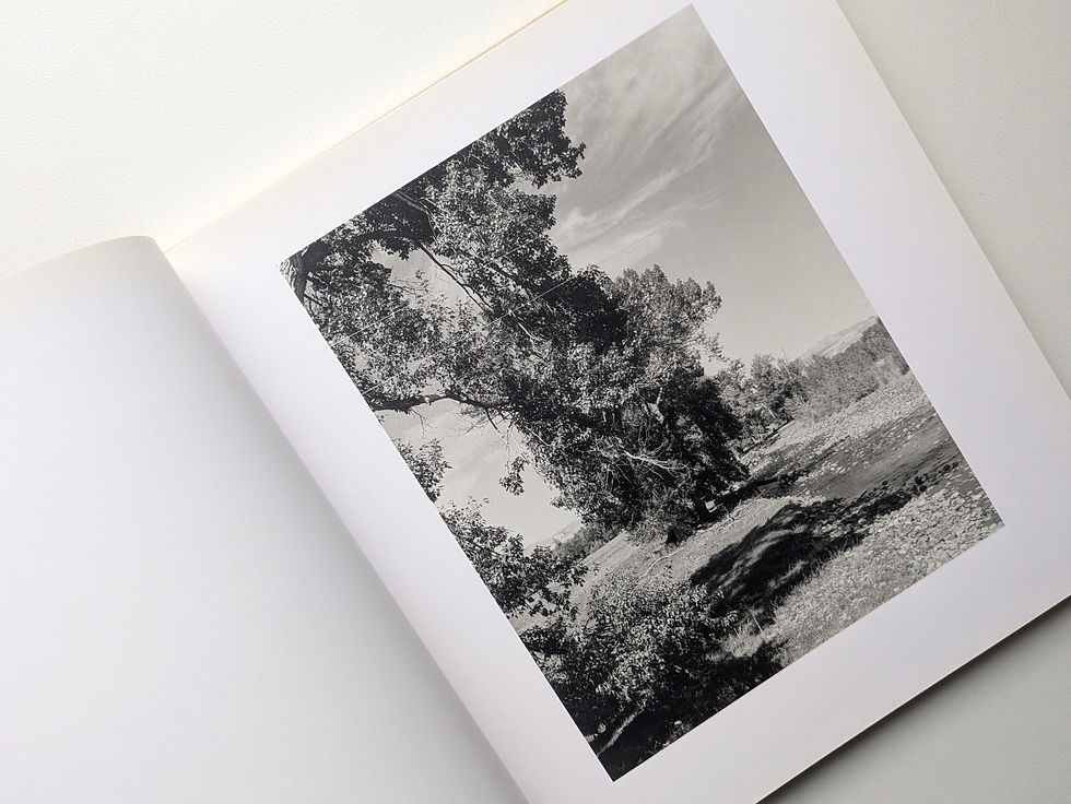 サムネイル： Robert Adams Tree Line : Hasselblad Award 2009