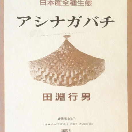 田淵行男！小さなラガーたち！アシナガバチの生態！ 検高山蝶大雪の蝶標本