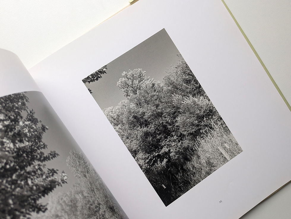 Thumbnail: Pine Valley / Robert Adams