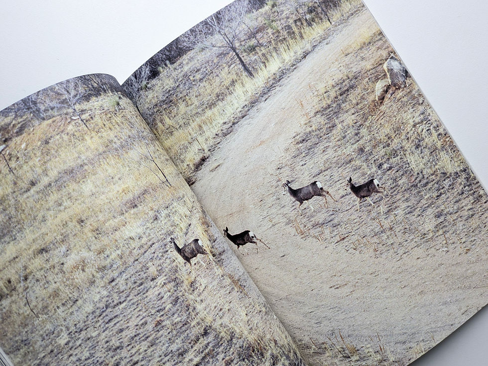 サムネイル： Buck Shots / Peter Sutherland