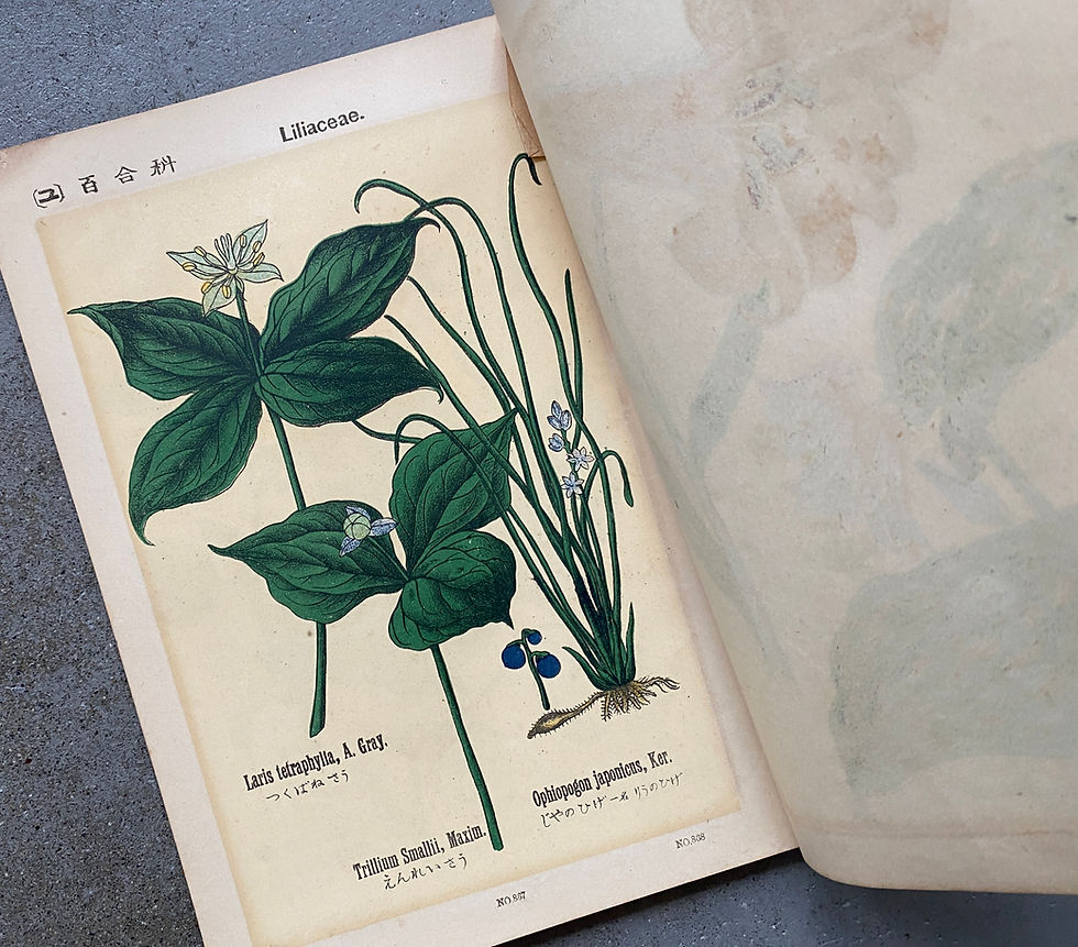 サムネイル： 普通植物図譜 第三巻 第七輯 牧野富太郎校訂