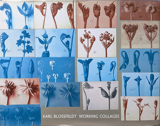 古書・古本 | Liebbooks |Karl Blossfeldt: Working Collages