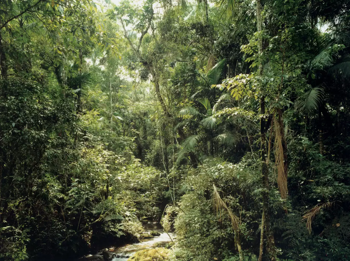 thomas struth.webp