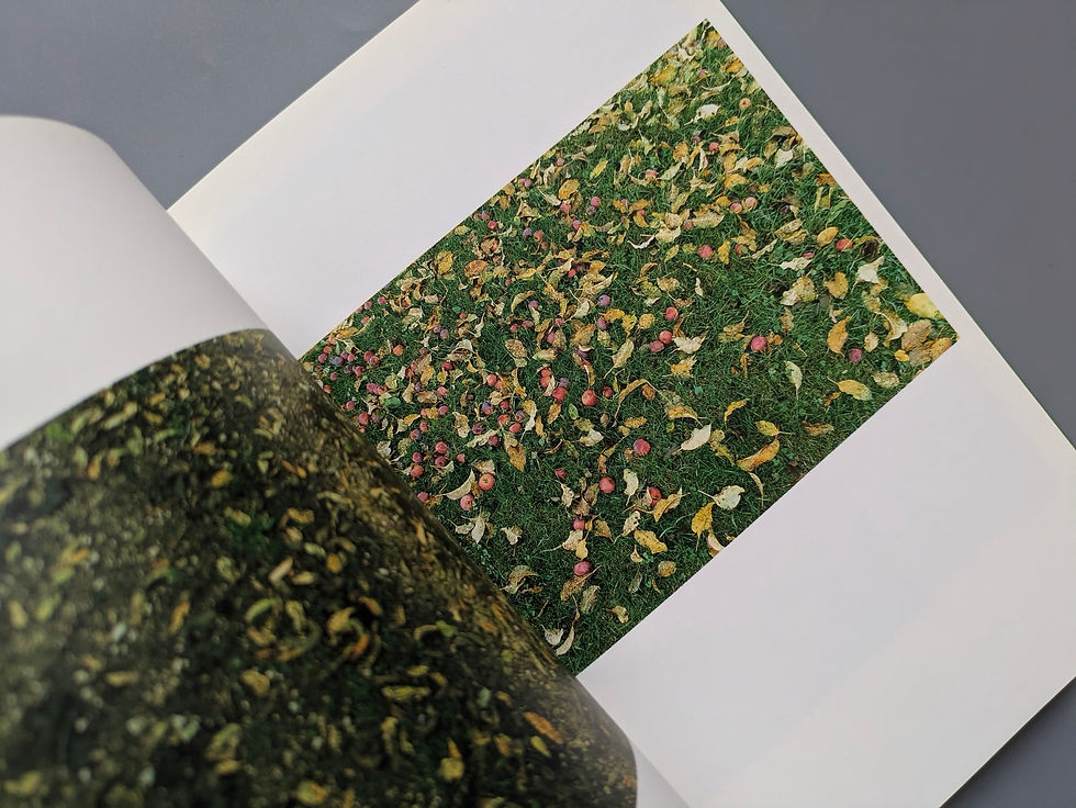 希少　上田義彦　写真集　YOSHIHIKO　UEDA　PHOTOGRAPHS Photographs（Signed） - 上田 義彦 / Yoshihiko Ueda