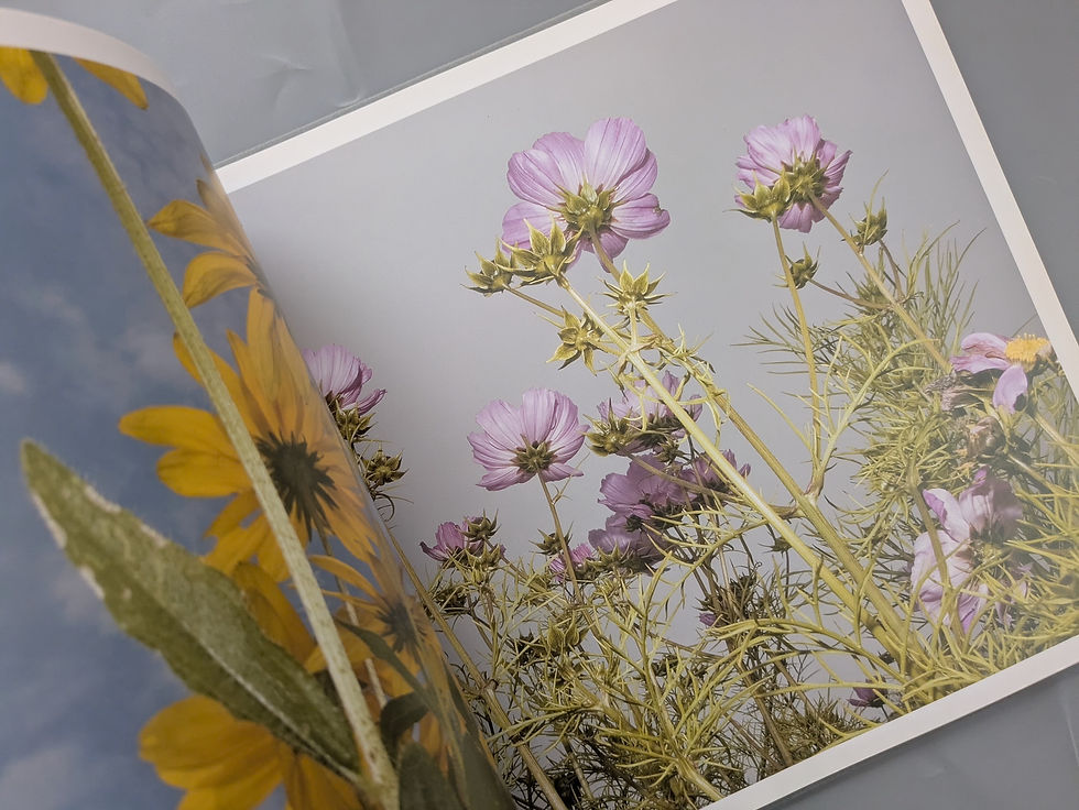 サムネイル： TONY MENDOZA FLOWERS