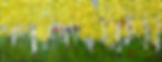 Cacophony of Aspen