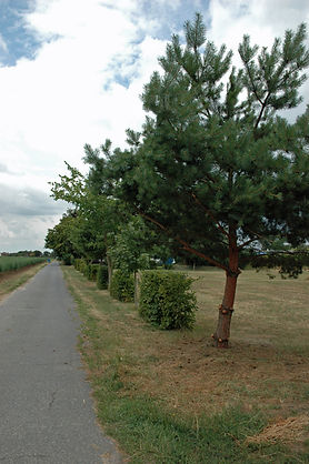 DSC_0482 Kopie.jpg
