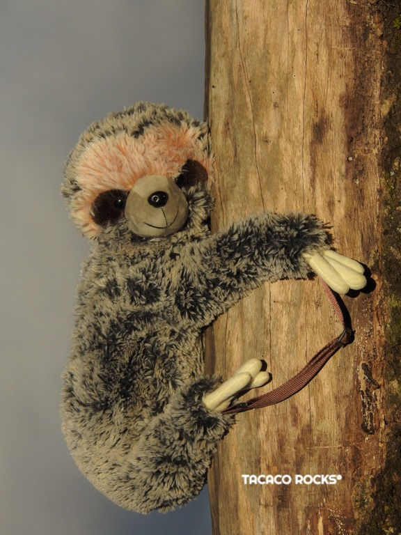Miniatura: salveque de oso perezoso