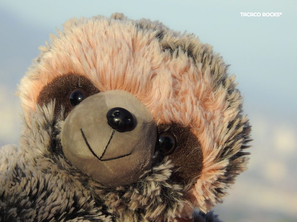 Miniatura: detalle de salveque de oso perezoso
