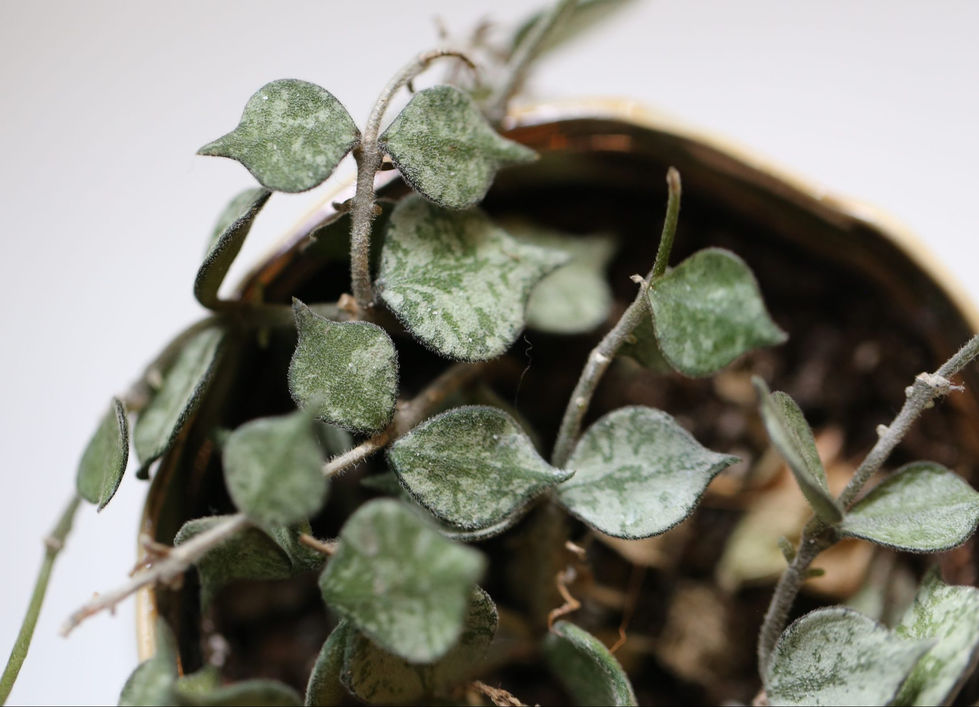 Hoya Curtisii