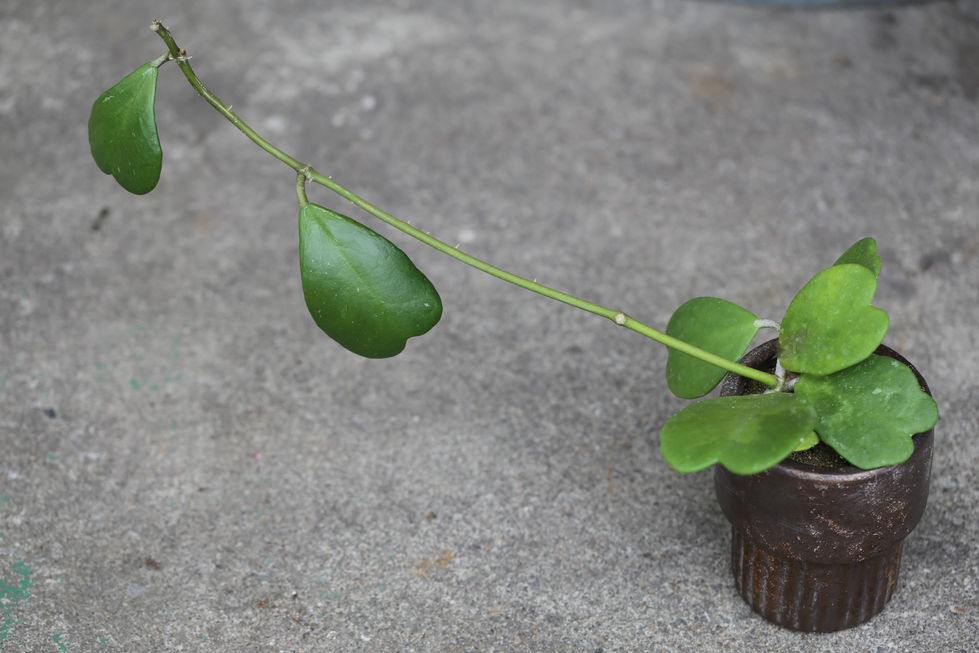 Hoya Kerrii