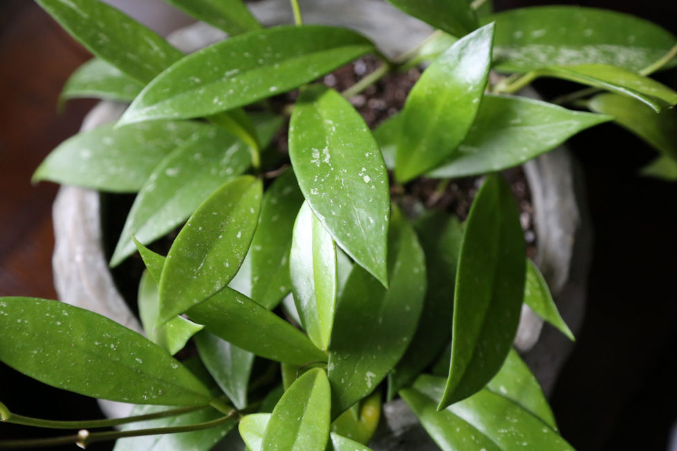 Hoya Pubicalyx Splash