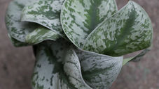 Silver Splash Pothos