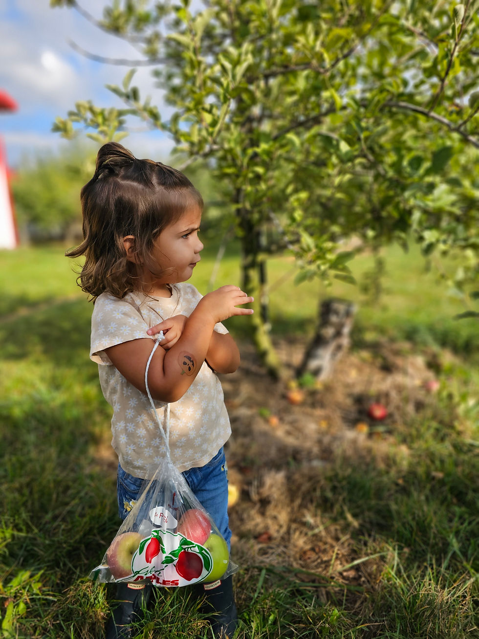 Apple Orchard Field Trip
