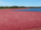 Potter Cranberry Pic.jpg