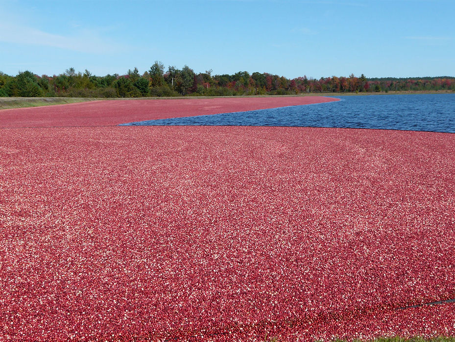 Potter Cranberry Pic.jpg