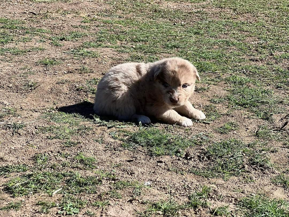 FB_IMG_1709597335121