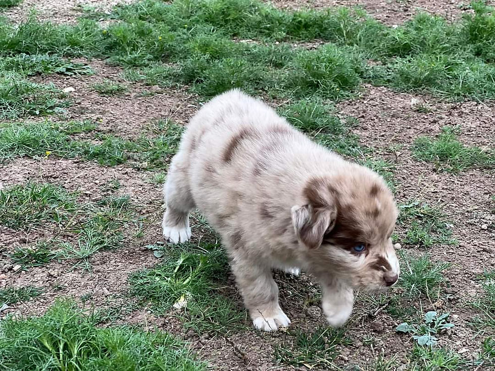 FB_IMG_1709597312174