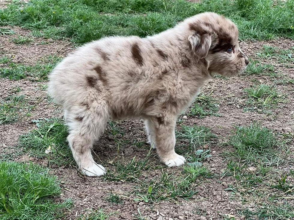 FB_IMG_1709597316821